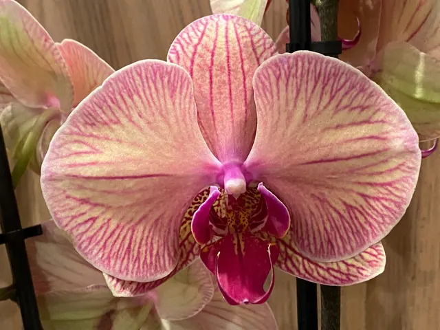 Phalaenopsis Younghome Godlen Leopard