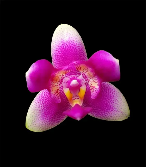 Phalaenopsis Vio Vio 'Cat Face'
