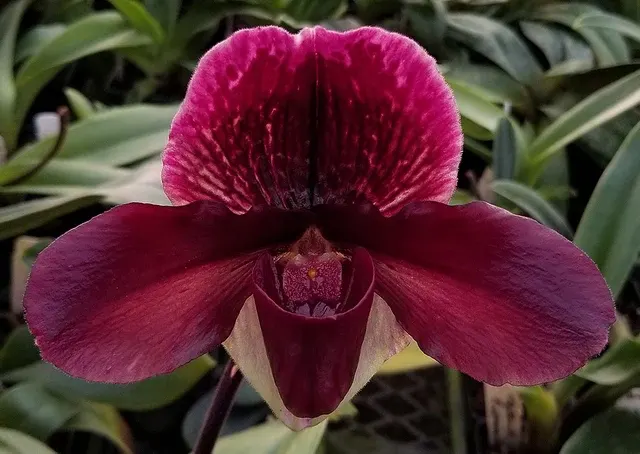 Paphiopedilum New Direction AM/AOS X Amandahill HCC/AOS 'Weltz Lavendar Sonnata'