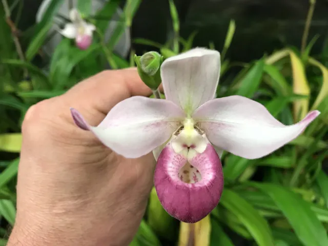 Phragmipedium schlimii (Phragmipedium)
