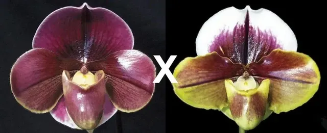 Paphiopedilum Startler AM/AOS X King Frank 'Glace'