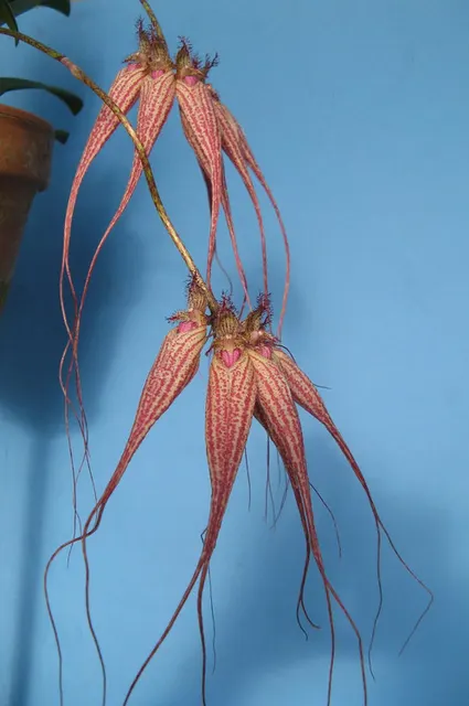 Bulbophyllum Elizabeth Ann