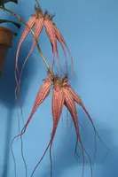 Bulbophyllum Elizabeth Ann