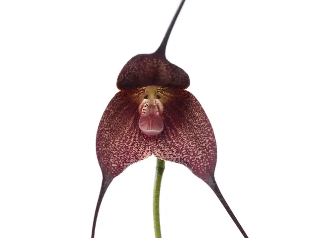 Dracula Ecuagenera (Dracula)