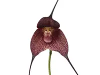 Dracula Ecuagenera