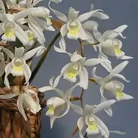 Coelogyne Unchained Melody — Cal-Orchid Inc.