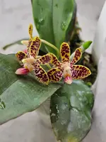 Phalaenopsis Nianzhen Song (Phal. venosa x Phal. finleyi)
