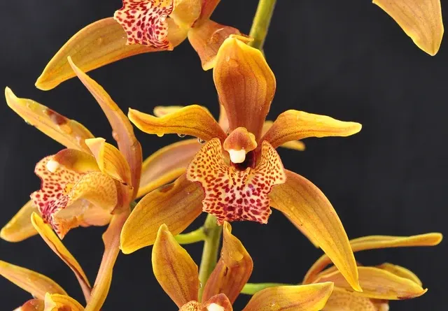 Cymbidium Pennyworth