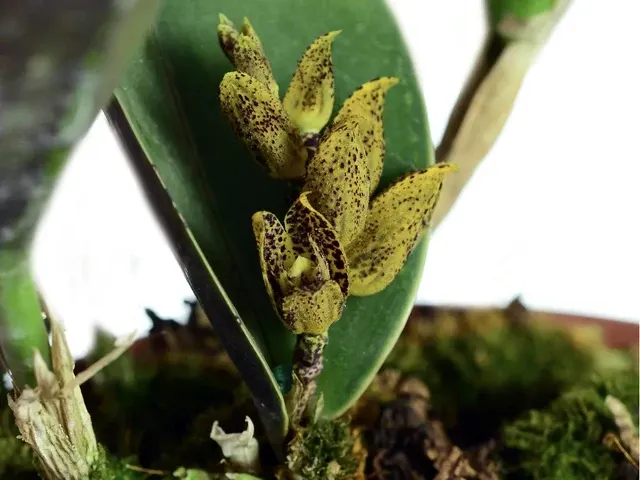 Acianthera Johnsonii (Acianthera)
