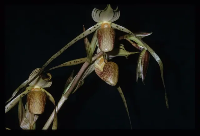 Paphiopedilum platyphyllum (Paphiopedilum)