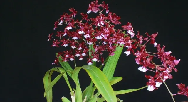 Oncidium SHARRY BABY 'Sweet Sugar' (Oncidium)