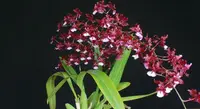 Oncidium SHARRY BABY (Jamie Sutton x Honolulu) 'Sweet Sugar'