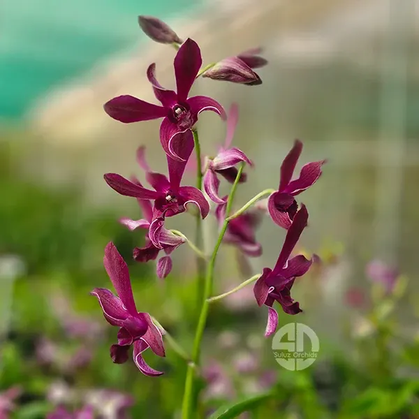Dendrobium Jac Concert Red Twisted