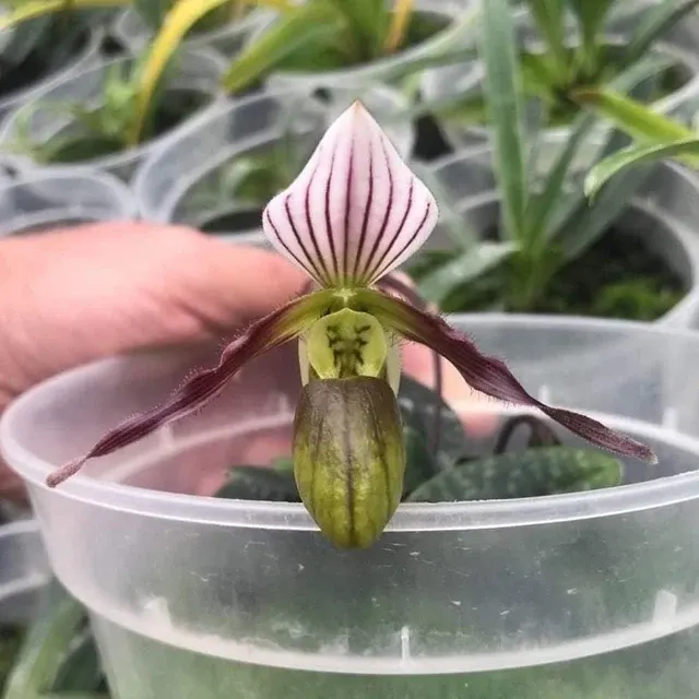 Paphiopedilum canhii (Paphiopedilum)