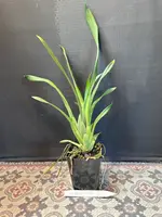 Brassia Daddy Long Legs 'Fred Schwartz'
