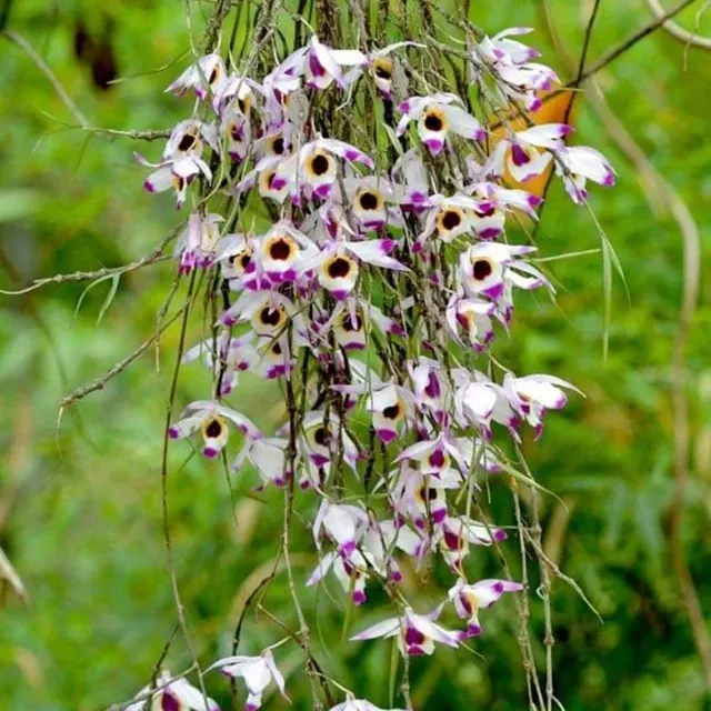 Dendrobium falconeri (Dendrobium)