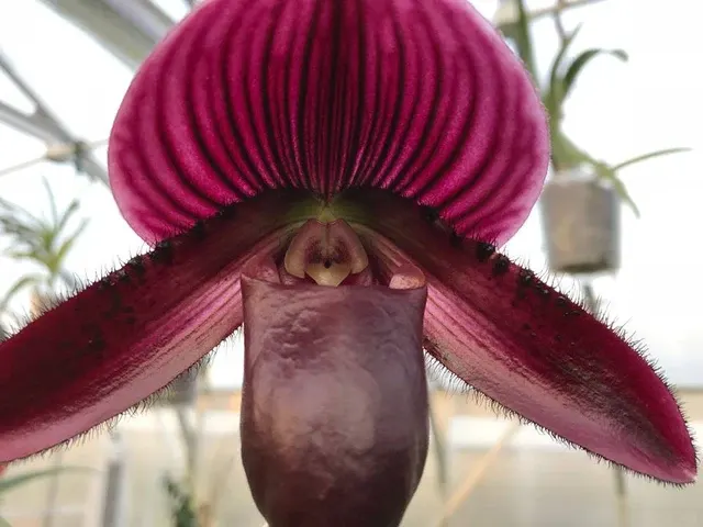 Paphiopedilum Shin Yi Apple X