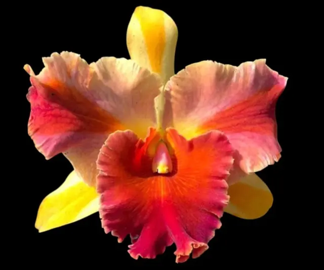 Rhyncholaelia Amazing Thailand '#1'