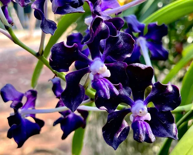 Vanda Dark Black Knight (Vanda)