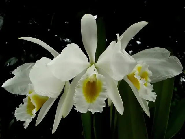 Cattleya eldorado f. alba