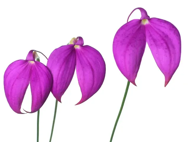 Masdevallia coccinea 'Gigi' (Masdevallia)