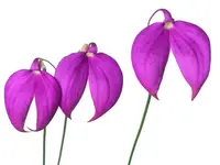 Masdevallia coccinea 'Gigi'