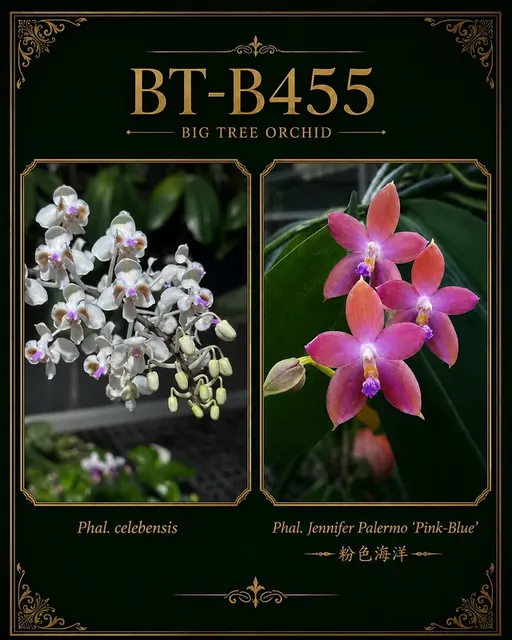 Phalaenopsis celebensis x Jennifer Palermo '粉色海洋' (Phalaenopsis)