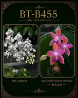 Phalaenopsis (celebensis x Jennifer Palermo ‘粉色海洋’)