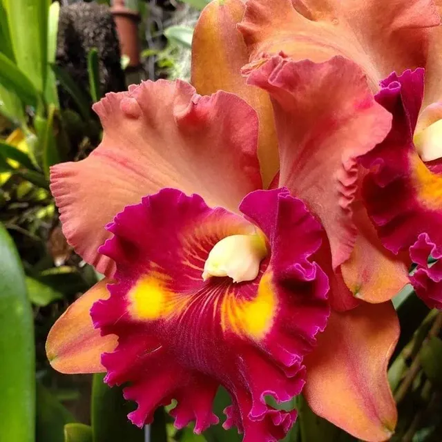 Rhyncholaeliocattleya Focus Taiwan 'persimmon'