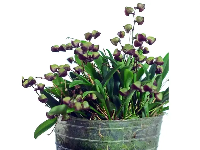 Stelis patens (Stelis)