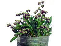 Stelis patens