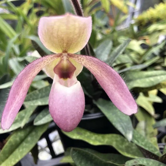 Paphiopedilum liemianum x delenatii 'Uno'