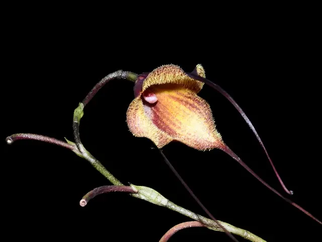 Dracula x kareniae 'Chocolate' (Dracula)