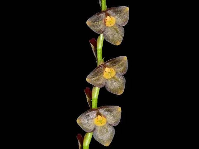 Stelis genychila (Stelis)