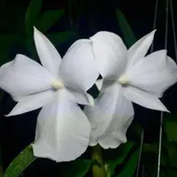 Orchid Species Dendrobium formosum (petaloid) Orchid Live Plant