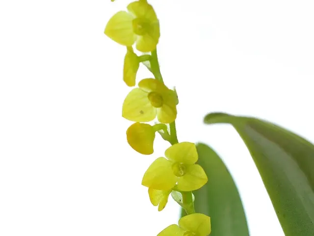 Stelis hallii (Stelis)