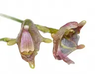 Porroglossum dalstroemii (Big)