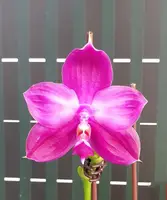 Phal. Yaphon Red Ice
