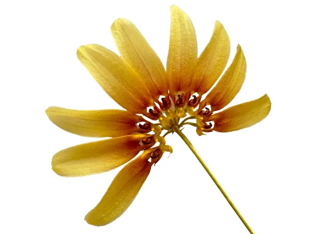 Bulbophyllum Supat Sun Radiant