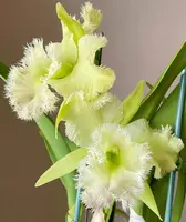 Rhyncholaeliocattleya Golf Green