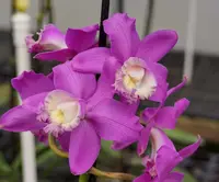 Cattleya harrisoniana (011172)
