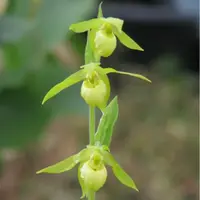 Cypripedium henryii