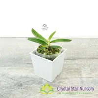 Aerangis Luteo Alba x sib