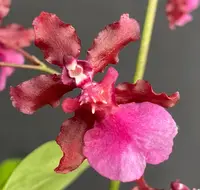 Onc. Sharry Baby 'Red Fantasy' — In Bud/Spike