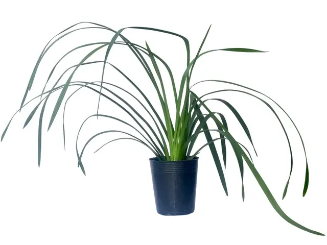 Cymbidium Darch Toy Little Toy