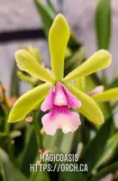 Rbt. Green Wonder (Epy. Mabel Kanda x Ctt. Loog Tone) (M523) (Hybrid) Rbt.=Robertsara / Epy.=Epicyclia / Ctt.=Cattlianthe