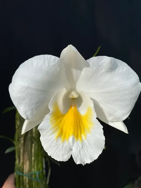 Dendrobium formosum giganteum 'Nwanetsi' (Dendrobium)