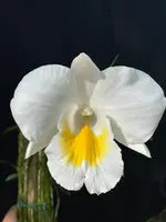 Dendrobium formosum giganteum ('Nwanetsi' x 'Nsinga')