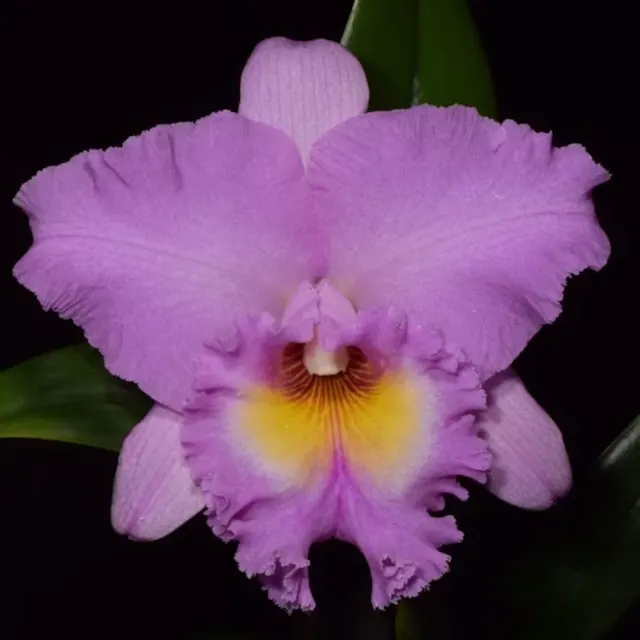 Rhyncholaeliocattleya Mahina Yahiro 'Julie' (Rhyncholaeliocattleya)