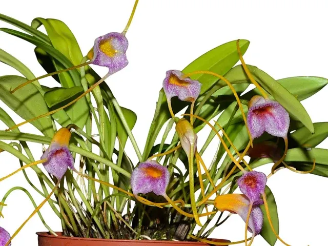Masdevallia Anai (Masdevallia)